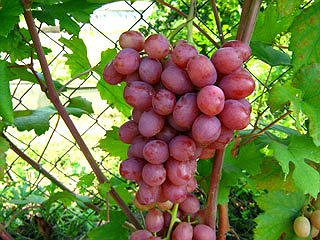 В Украине стало популярным в больших количествах выращивать виноград, черешни, яблоки